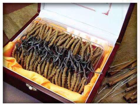 盘山冬虫夏草回收